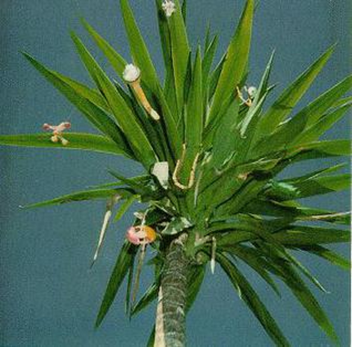 30 Years Ago Today, The Mountain Goats Release Debut Album 'Zopilote